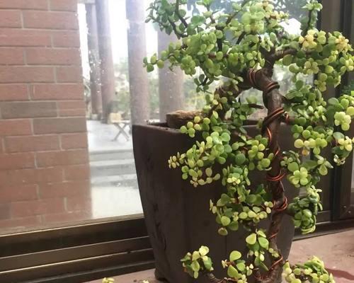 皇宫中常见的植物种类有哪些？它们的养护技巧是什么？