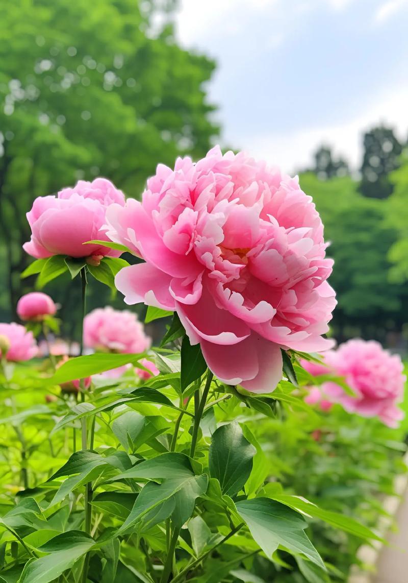 牡丹花的花语具体是什么？