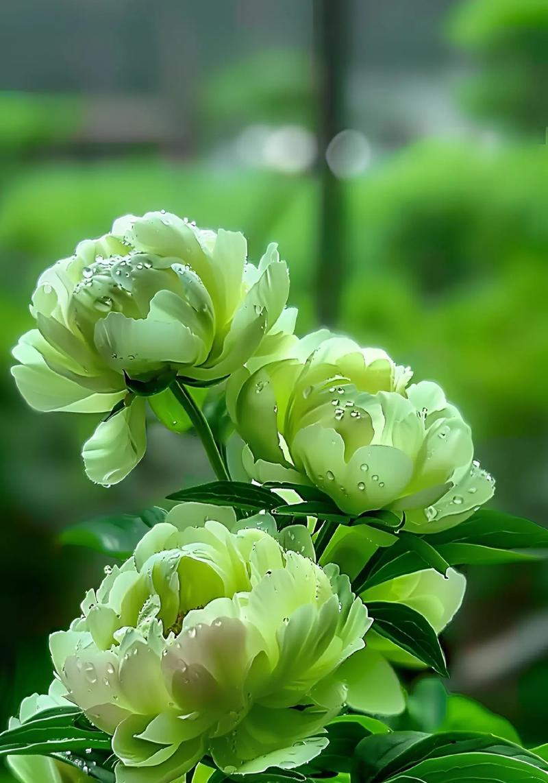 牡丹花的花语具体是什么？