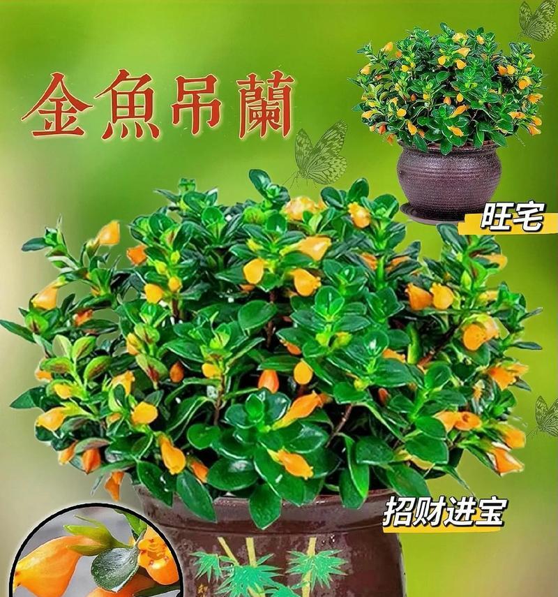 适合种爆盆的花卉品种有哪些？怎样才能达到爆盆效果？