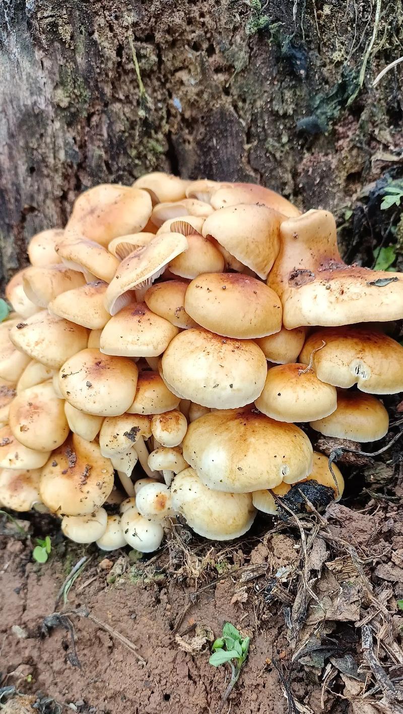 寻找菌子应该关注哪些植物？它们的生长环境是什么？