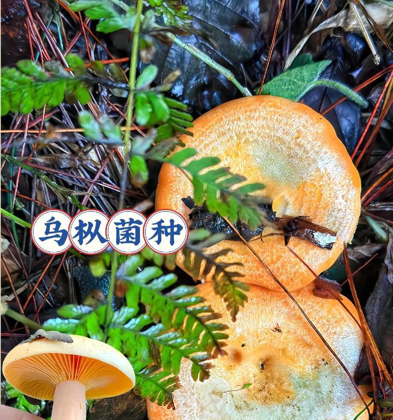 寻找菌子应该关注哪些植物？它们的生长环境是什么？