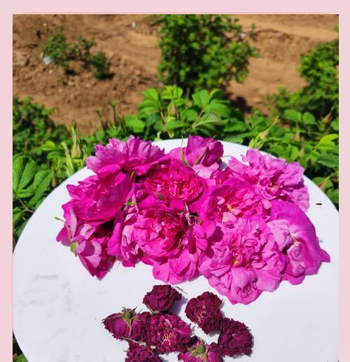 玫瑰花冠有何象征意义？