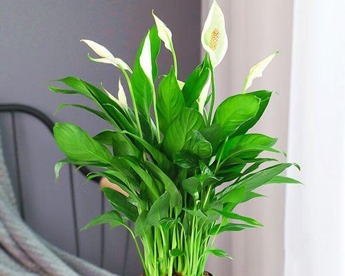 水培白色花卉推荐？哪些水培植物最香？