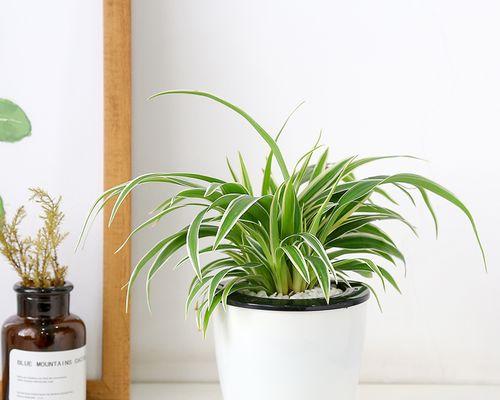 水培白色花卉推荐？哪些水培植物最香？