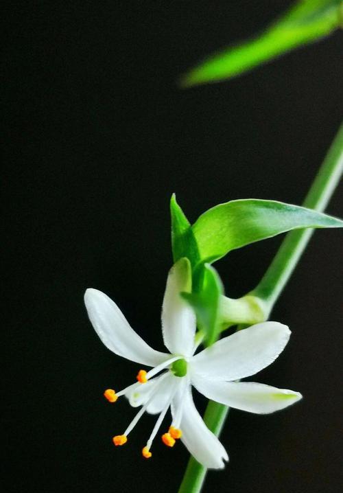 哪些植物能有效吸收甲醛？