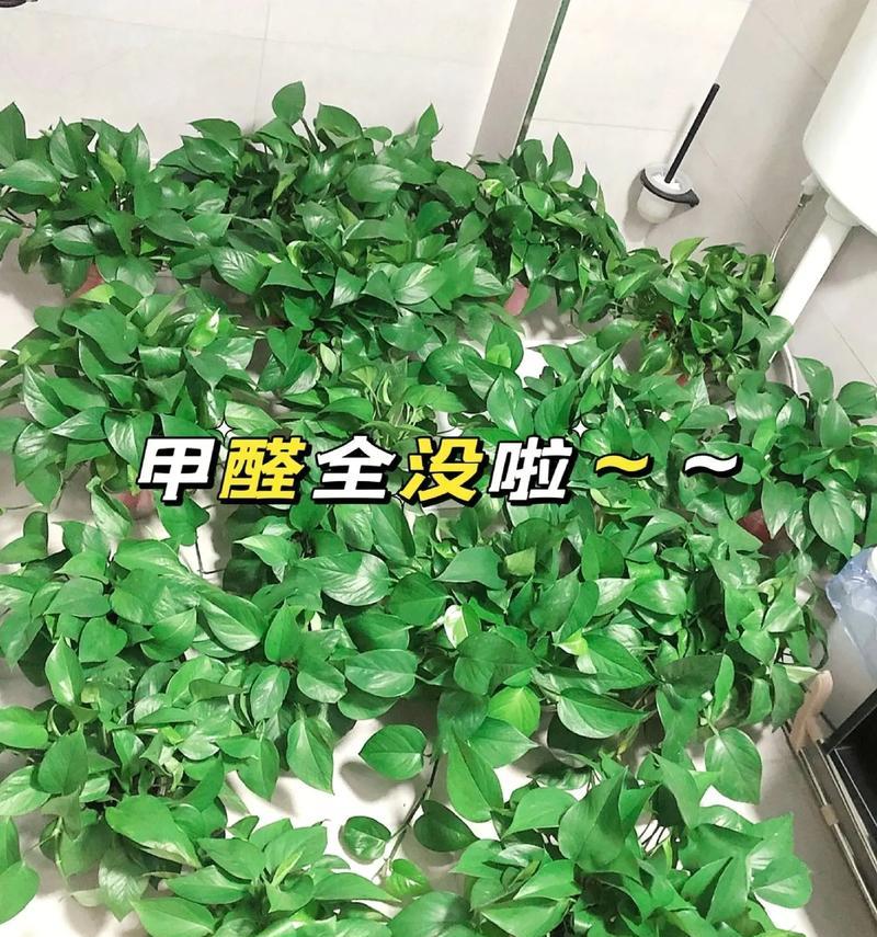 哪些植物能有效吸收甲醛？