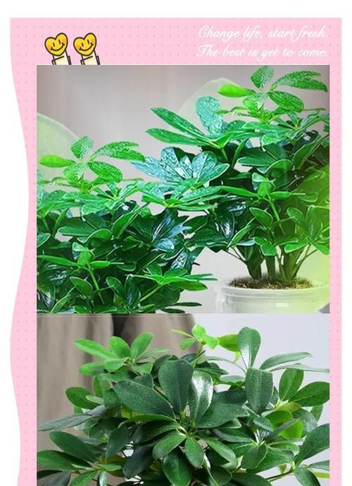 哪些植物能有效吸收甲醛？