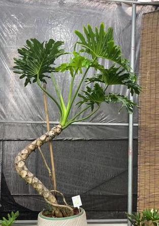春羽花卉有哪些独特特点？如何进行有效养护？