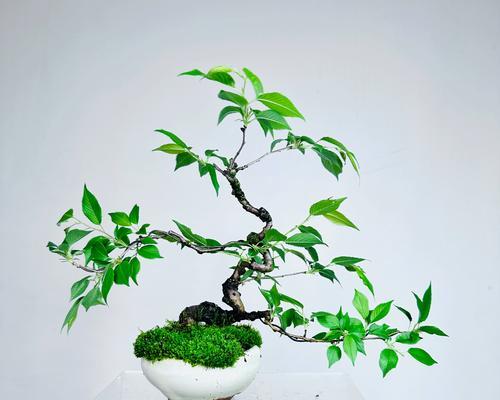 室外造型植物盆栽的种类有哪些？