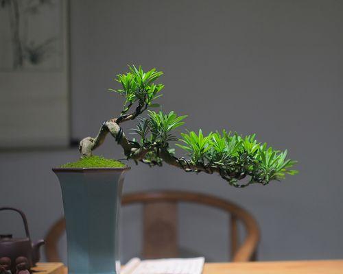 室外造型植物盆栽的种类有哪些？