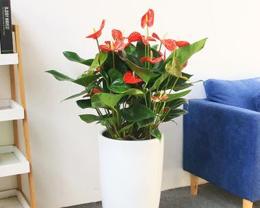 室外造型植物盆栽的种类有哪些？