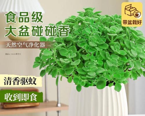 室内养什么植物可以驱蚊？哪些植物具有天然驱蚊特性？