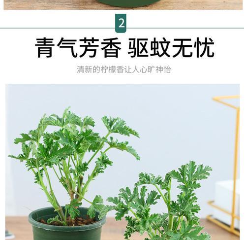 室内养什么植物可以驱蚊？哪些植物具有天然驱蚊特性？