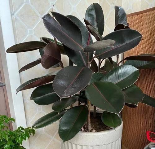 旺家小型花卉品种有哪些？它们的寓意是什么？