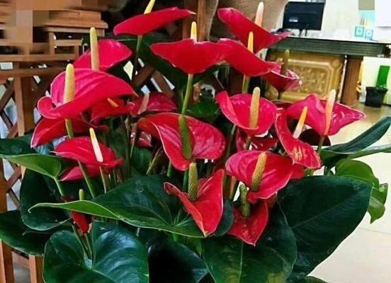 旺家小型花卉品种有哪些？它们的寓意是什么？