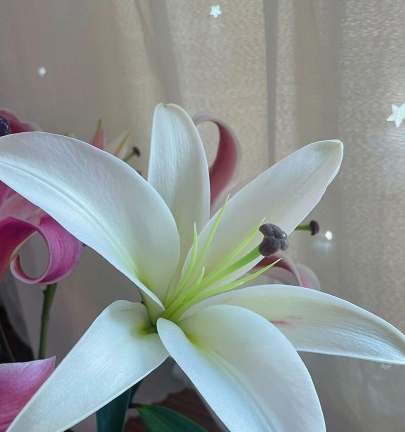 普拉芬多百合花的花语是什么？普拉芬多百合有何特别含义？