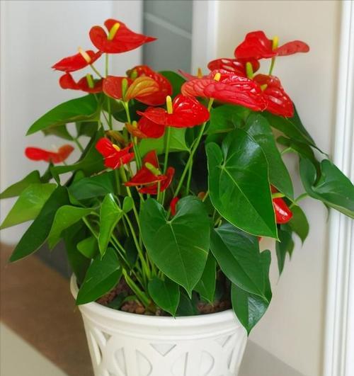 旺家小型花卉品种有哪些？它们的寓意是什么？