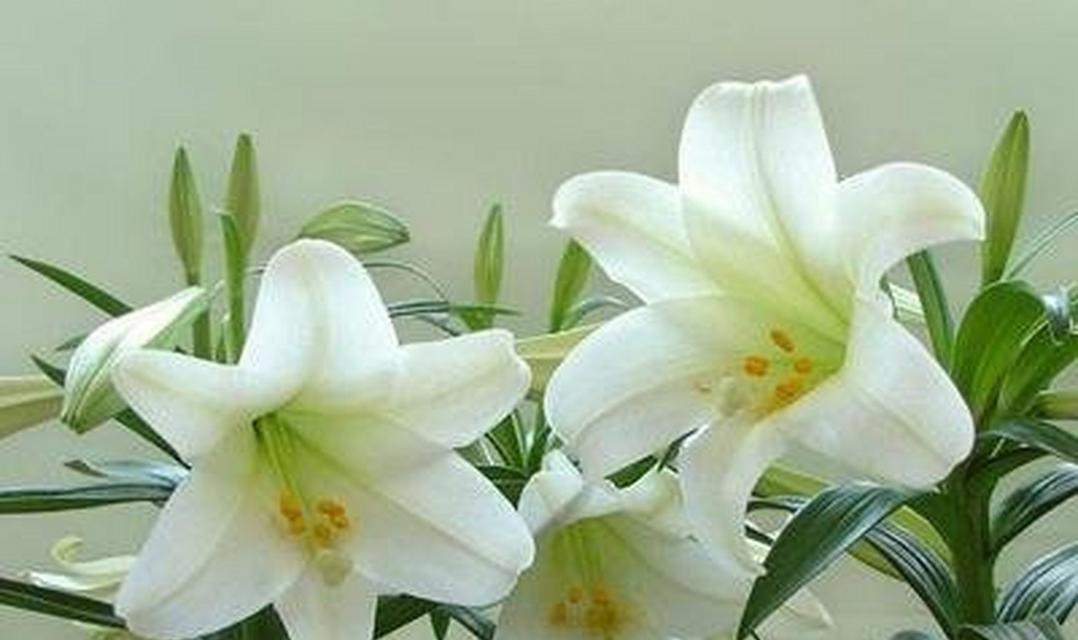 白百合的花语是什么？它通常用来表达什么情感？