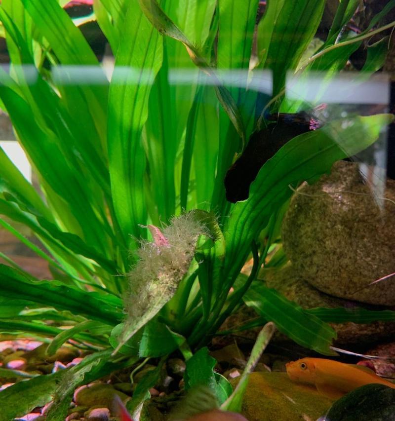 水草属于哪类植物？它们的生长环境有何特点？