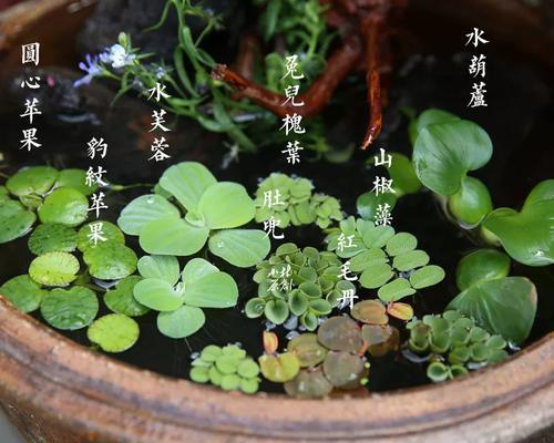 水草属于哪类植物？它们的生长环境有何特点？