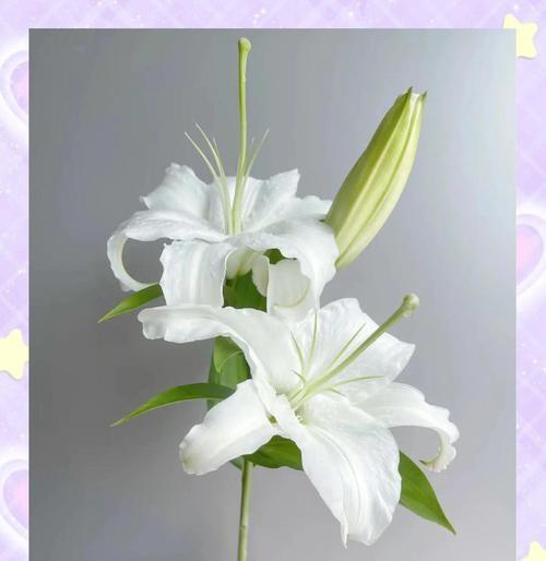 白百合的花语是什么？它通常用来表达什么情感？