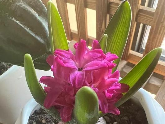 根系浅耐晒耐寒的花卉有哪些？这些花卉的养护技巧是什么？