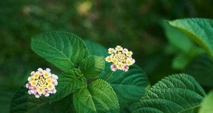 表现抑郁的花卉植物有哪些？它们有什么特殊含义？