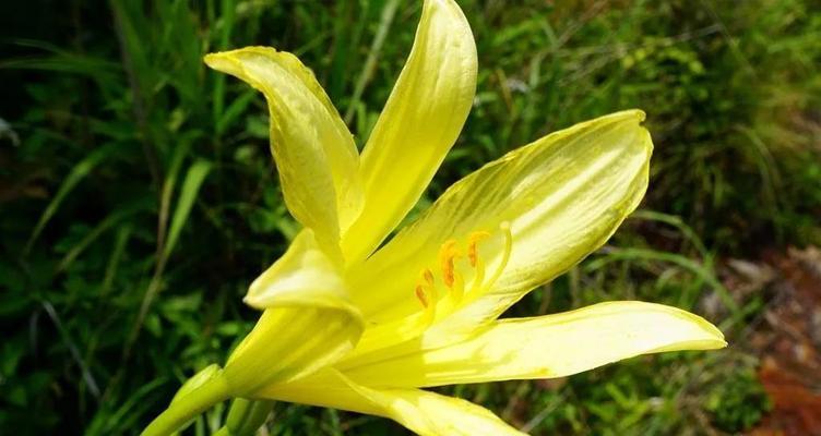 表现抑郁的花卉植物有哪些？它们有什么特殊含义？