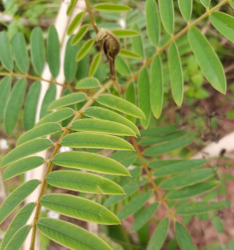 白藤带刺的植物有哪些特征？