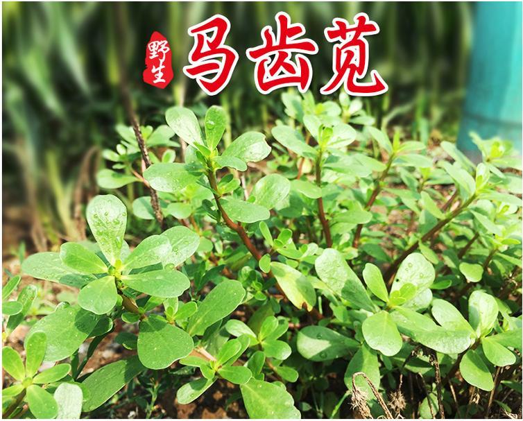 盆栽绿化的正确养护方法是什么？