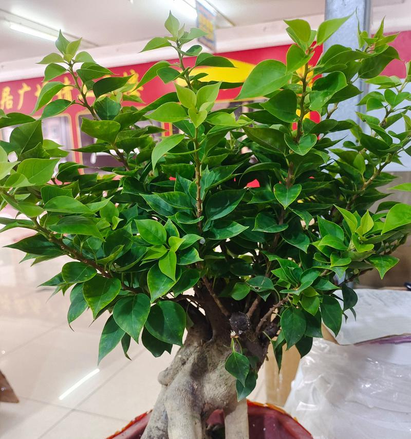 三角梅塔类花卉有哪些种类？