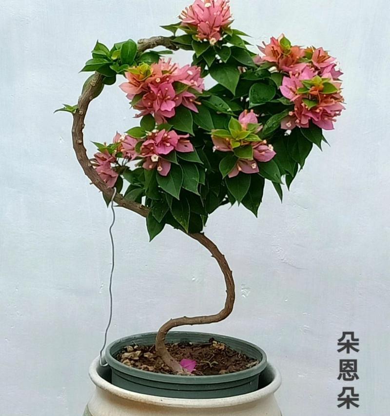 三角梅塔类花卉有哪些种类？