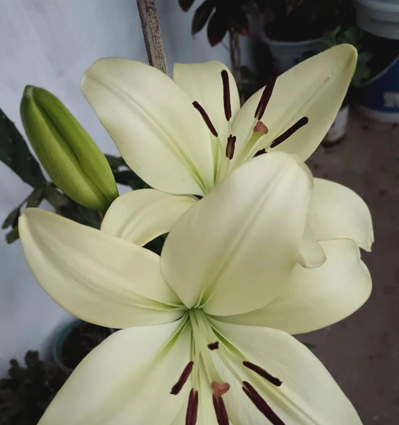 百合戳在花语中是什么意思？它通常用来表达什么情感？