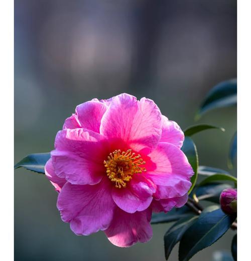 哪些花卉是珍贵花卉排行榜上的常客？
