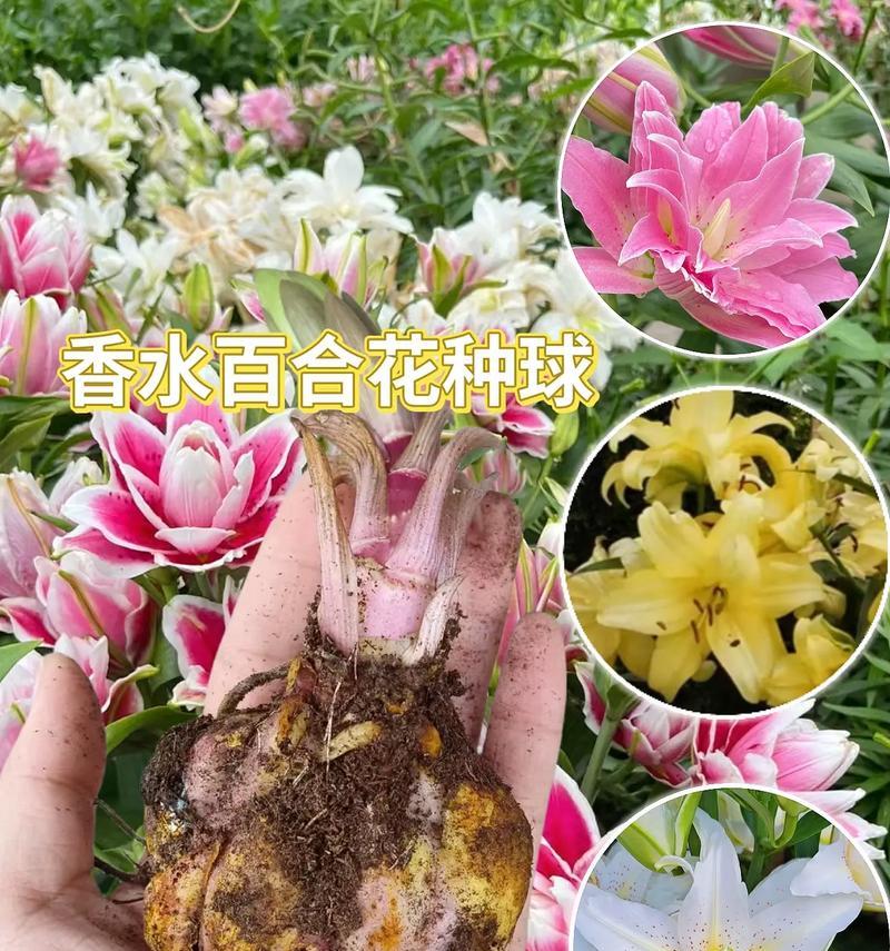 百合花符号代表什么？
