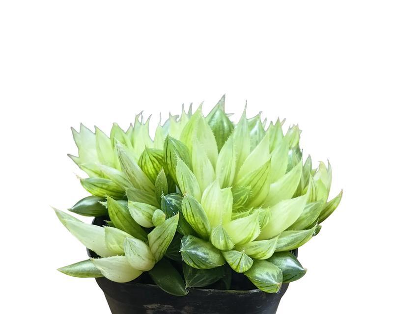 阳台适合种植哪些室内植物？推荐的植物有哪些特点？