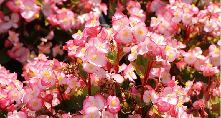 花卉有哪些种类？它们的分类依据是什么？