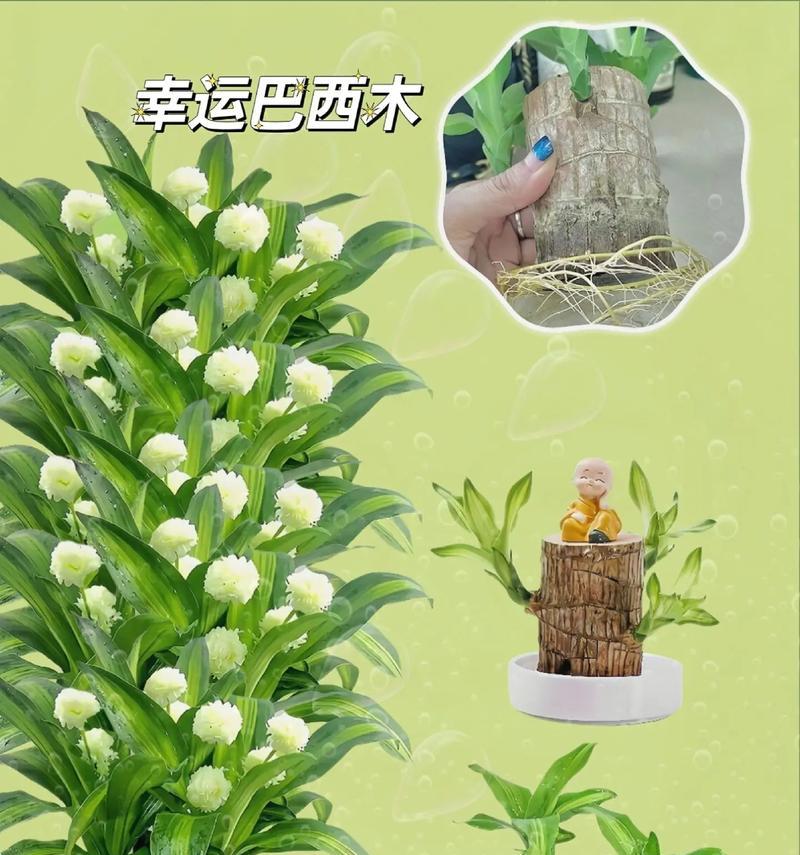 花植物盆栽水培的正确方法是什么？水培花卉的养护技巧有哪些？