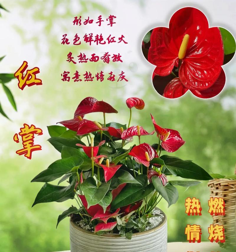 花植物盆栽水培的正确方法是什么？水培花卉的养护技巧有哪些？