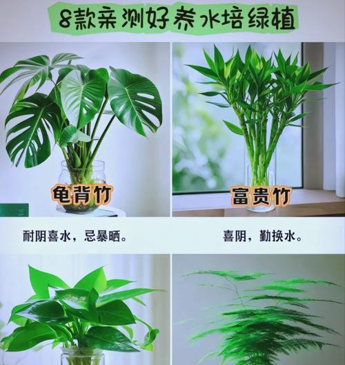 花植物盆栽水培的正确方法是什么？水培花卉的养护技巧有哪些？