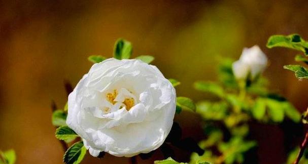 哪些花卉象征纯白干净？象征悲惨结局的花卉是什么？