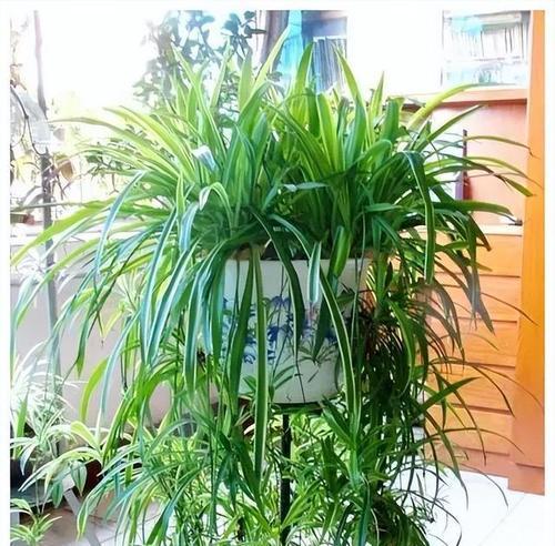 如何为家里植物做好防寒措施？