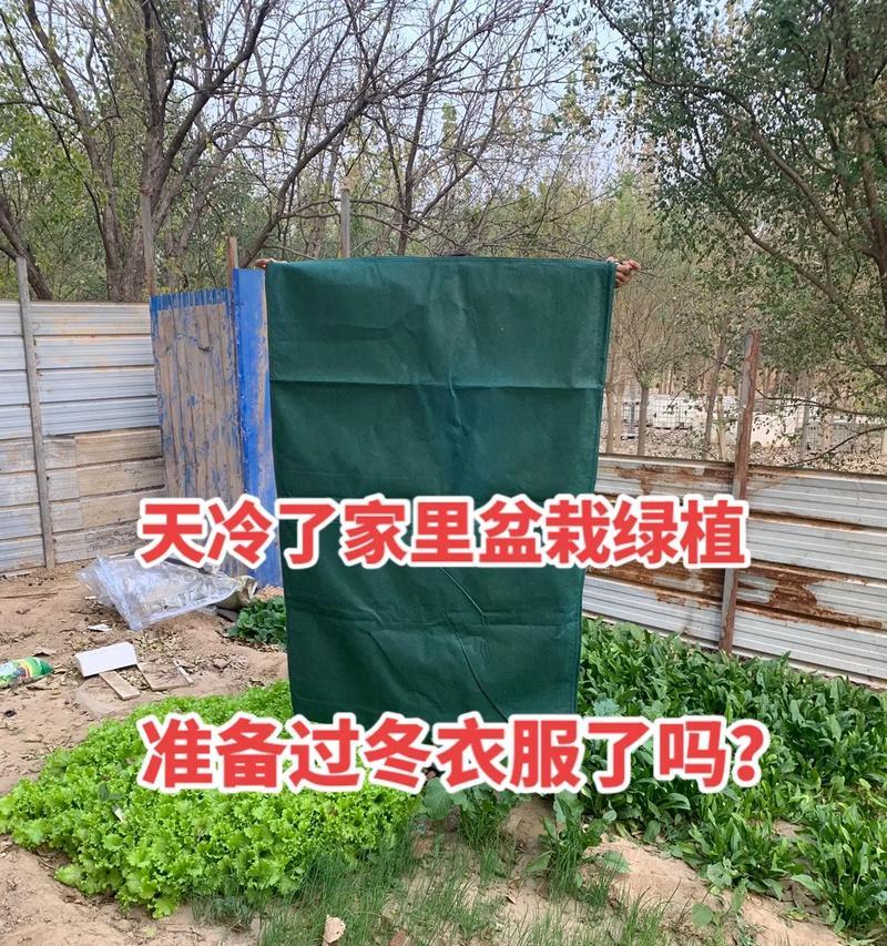 如何为家里植物做好防寒措施？