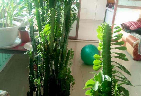 男孩养哪些盆栽花卉最合适？如何选择适合男孩的盆栽？