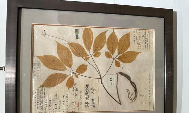 恐龙标本植物有哪些？它们的学名和特点是什么？