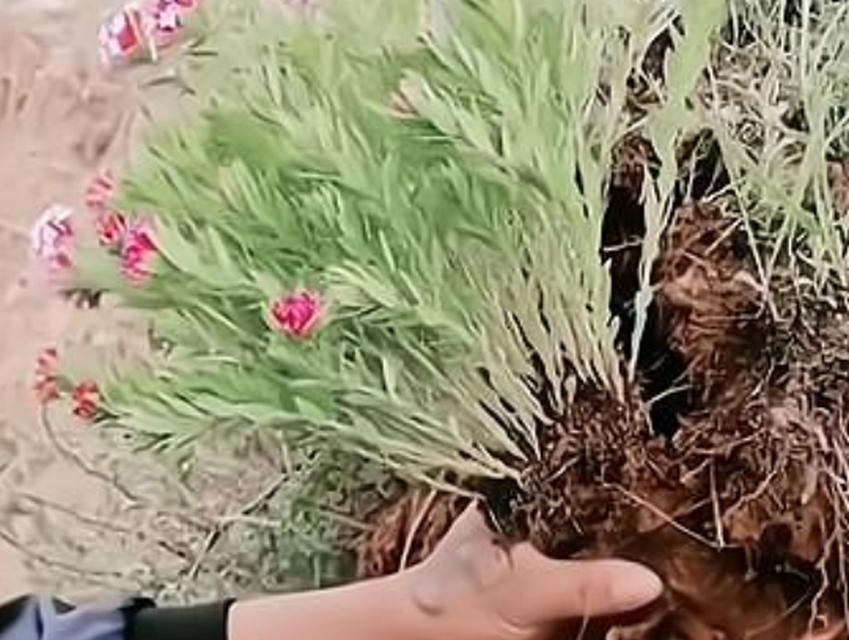 哪些植物的根部与人参相似？