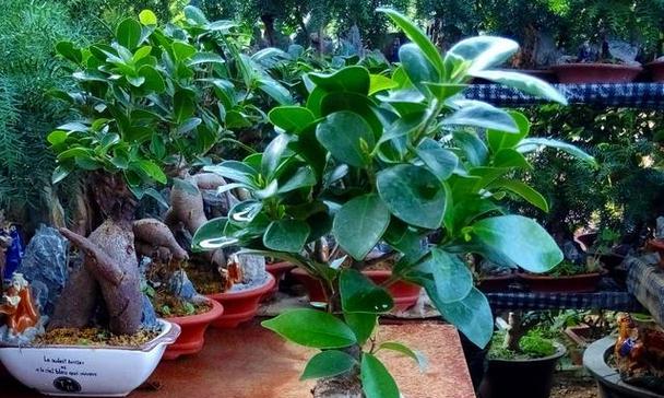 哪些植物的根部与人参相似？