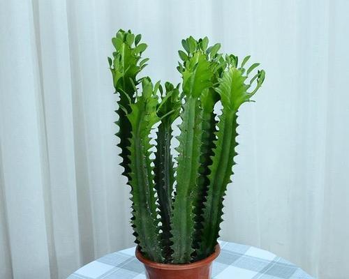 五行缺火时适合养哪些植物？这些植物有何特别之处？