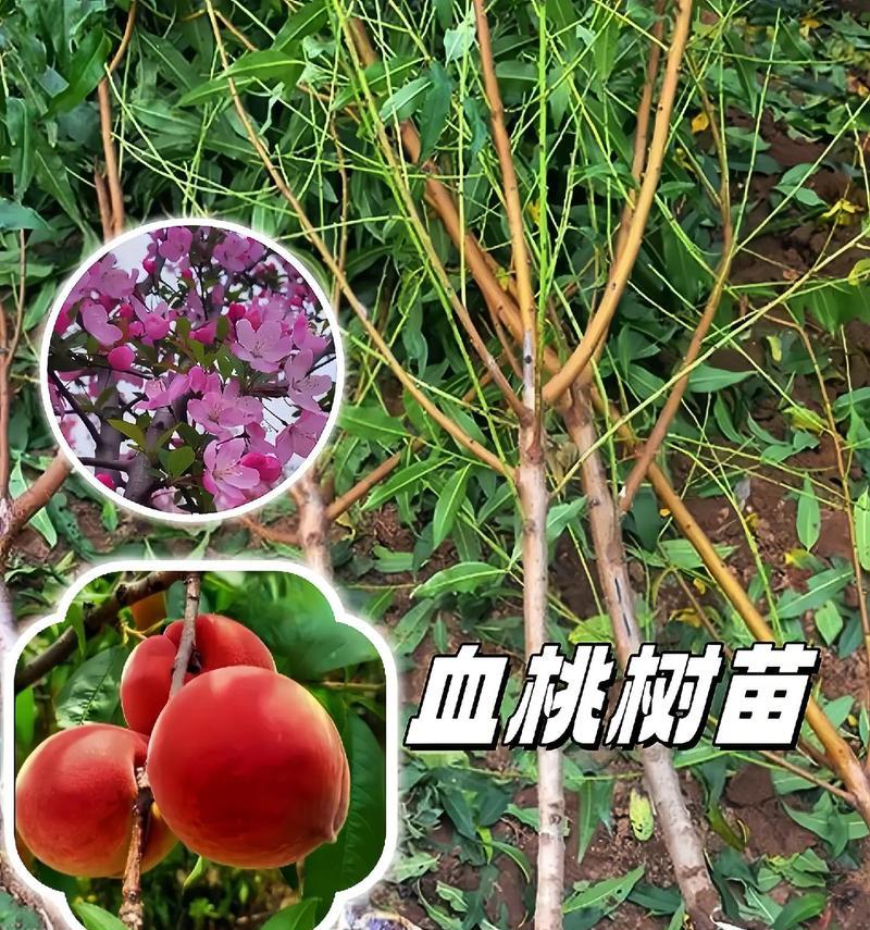 春季嫁接桃树小苗好吗怎么养？春季嫁接的最佳时期是什么时候？